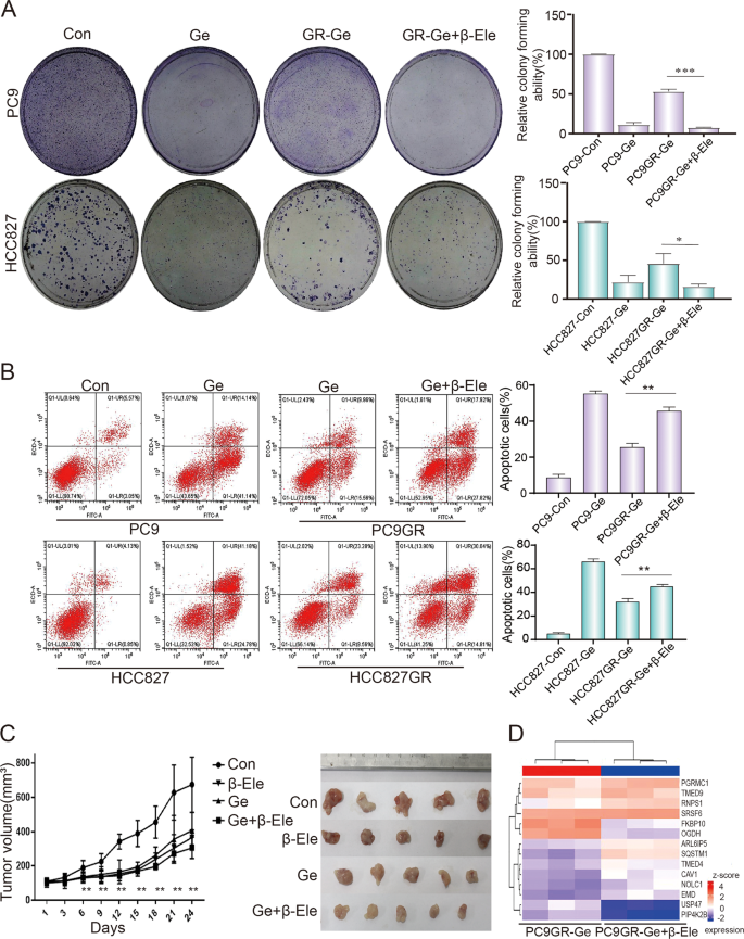 Fig. 2: β-elemene could reverse gefitinib resistance in NSCLC.