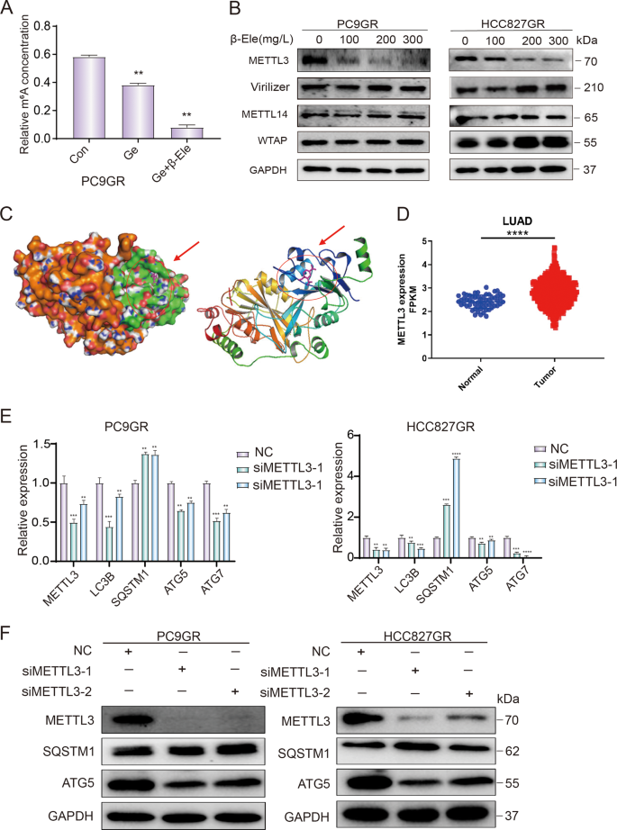 Fig. 5: M6A methyltransferase METTL3 involved in the regulation of cell autophagy.