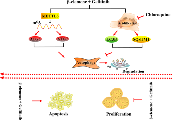 Fig. 6: Schematic diagram of the mechanism of β-elemene in reversing gefitinib resistance in NSCLC Cells by m6A methyltransferase METTL3 mediated autophagy.