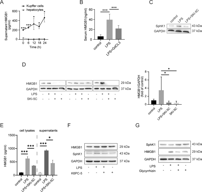 Fig. 1: Kupffer cells are the major cells secreting HMGB1 in the liver and HMGB1 expression can be attenuated by SphK1 inhibition in Kupffer cells.