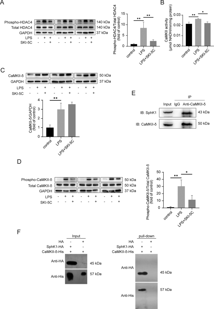 Fig. 4: SphK1 directly interacts with CaMKII-δ to regulate the phosphorylation of HDAC4.