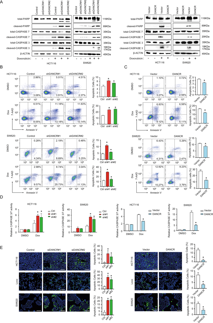 Fig. 2: DANCR regulated apoptosis of colorectal cancer cells in vitro.