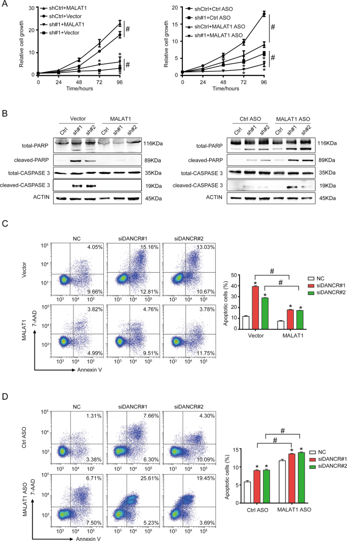 Fig. 5: MALAT1 mediated the anti-apoptotic function of DANCR.