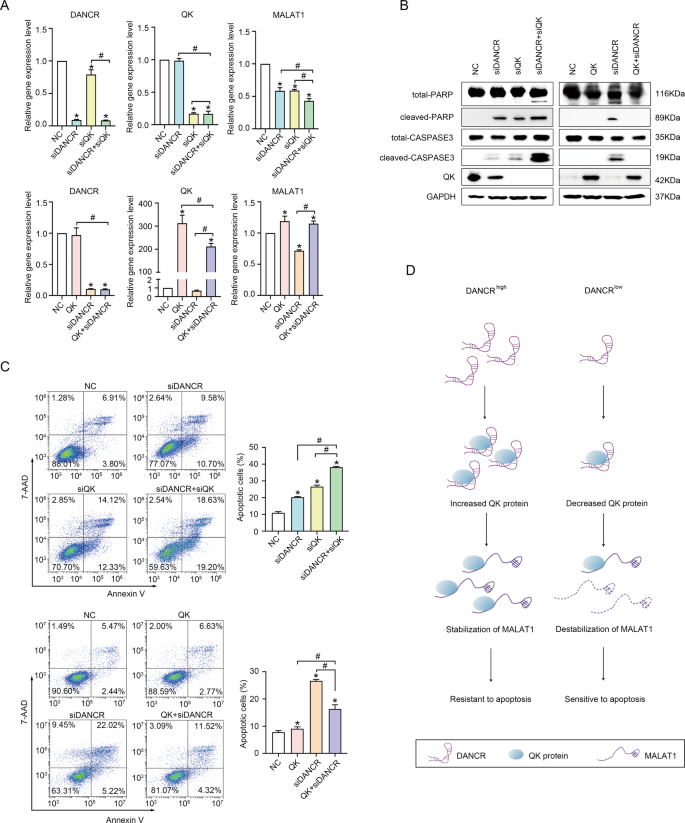 Fig. 7: QK mediated the function of DANCR on regulating MALAT1 expression and suppressing apoptosis.