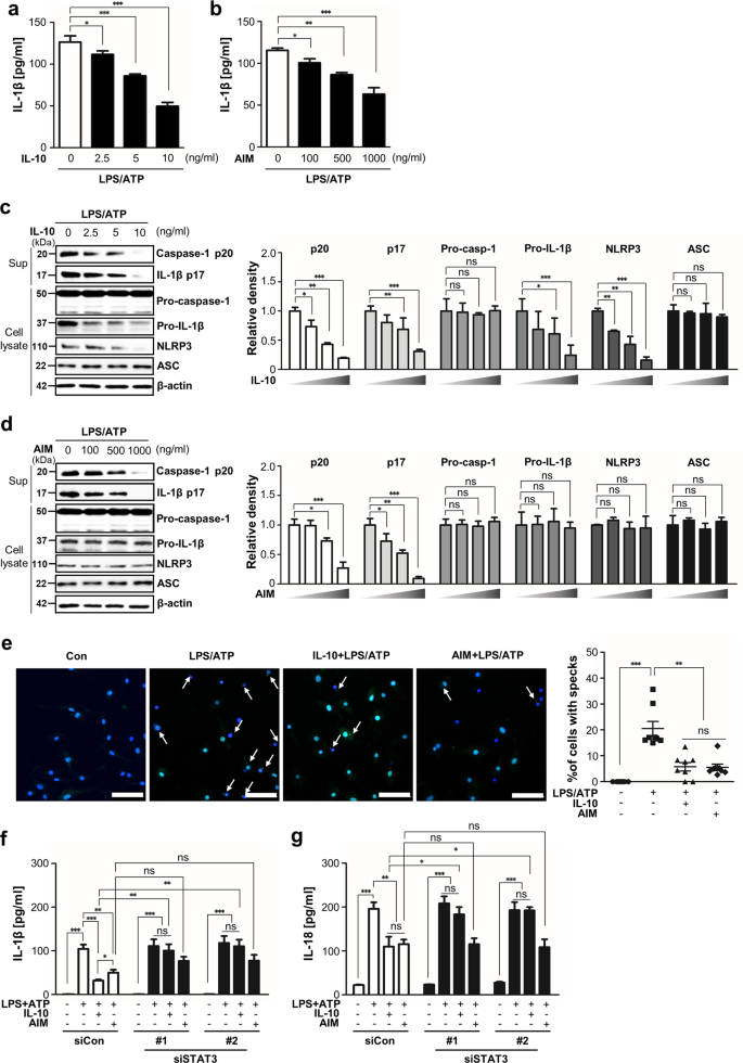 Apoptosis inhibitor of macrophage (AIM) contributes to IL-10-induced  anti-inflammatory response through inhibition of inflammasome activation |  Cell Death & Disease