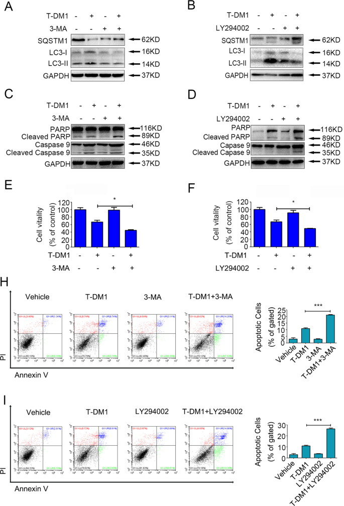 Fig. 4: Autophagy was involved in T-DM1-induced cytotoxicity in both HER2-positive GC cells.