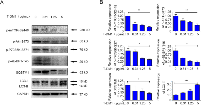 Fig. 7: The Akt/mTOR signaling pathway was inactivated by T-DM1 treatment.