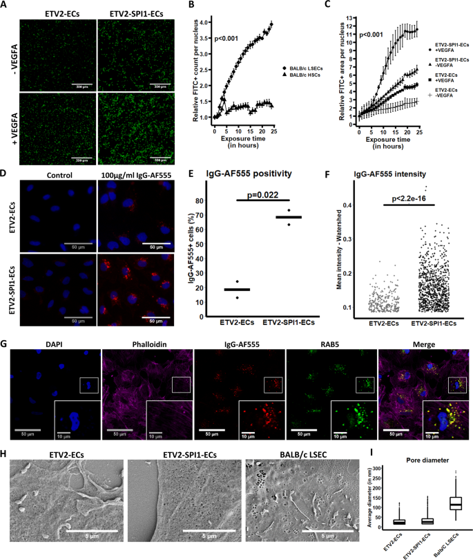 Pu 1 Drives Specification Of Pluripotent Stem Cell Derived Endothelial Cells To Lsec Like Cells Cell Death Disease