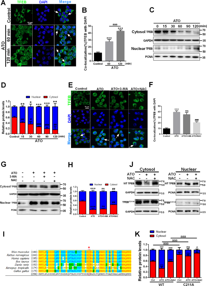 Fig. 4: ATO stimulates ROS-dependent nuclear translocation of TFEB in macrophages.