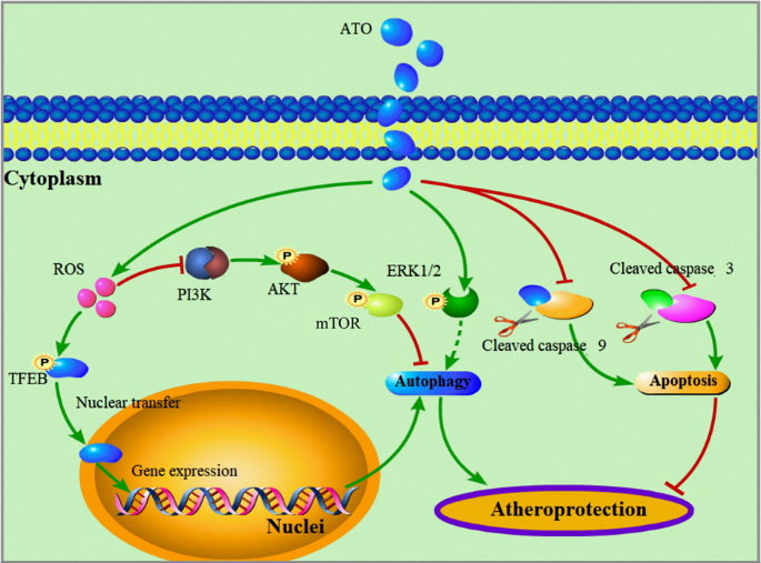 Fig. 8: Proposed model describing the mechanism of autophagy activation and atheroprotection by ATO.