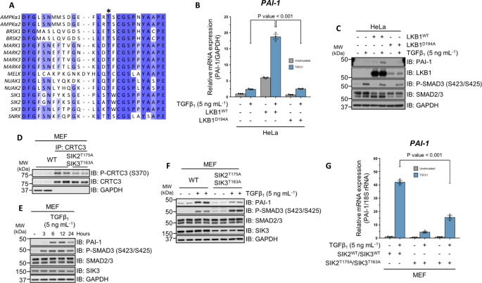 Salt Inducible Kinases Siks Regulate Tgfb Mediated Transcriptional And Apoptotic Responses Cell Death Disease