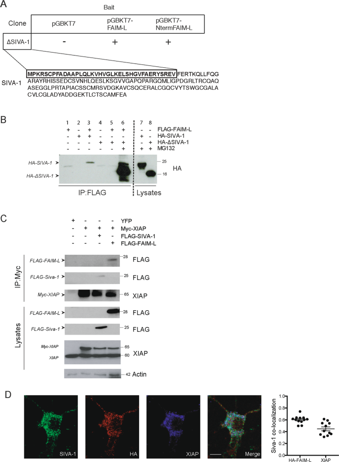 Fig. 1: SIVA-1 interacts with FAIM-L and XIAP.