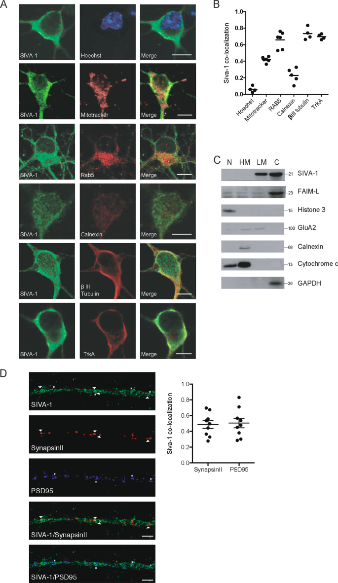 Fig. 3: SIVA-1 has a mainly cytosolic distribution in neurons.