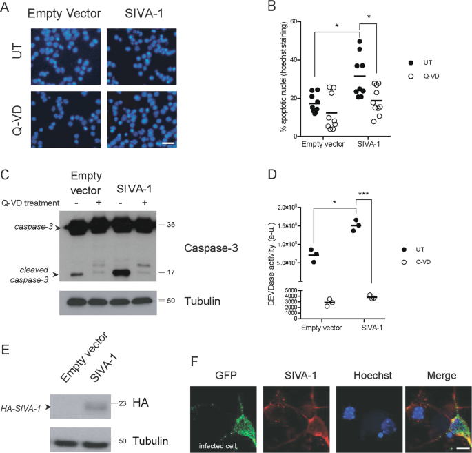 Fig. 5: SIVA-1 induces caspase-3-dependent cell death in neurons.