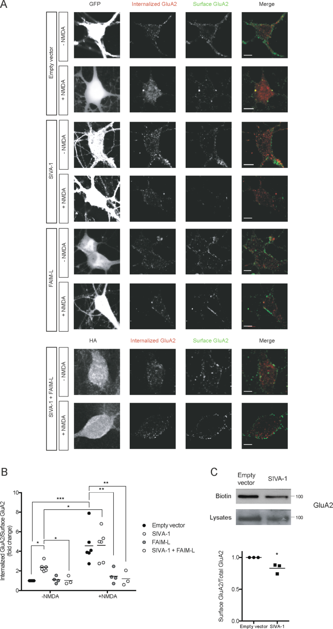 Fig. 6: SIVA-1 promotes GluA2 internalization.