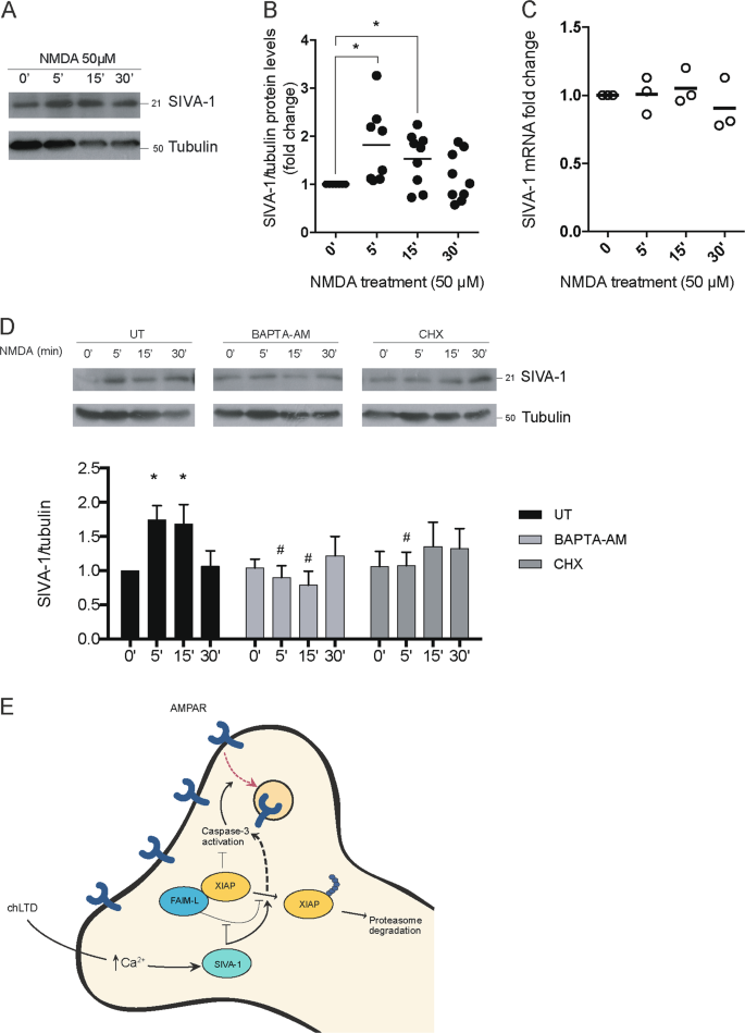 Fig. 8: Levels of SIVA-1 increase after NMDA treatment.
