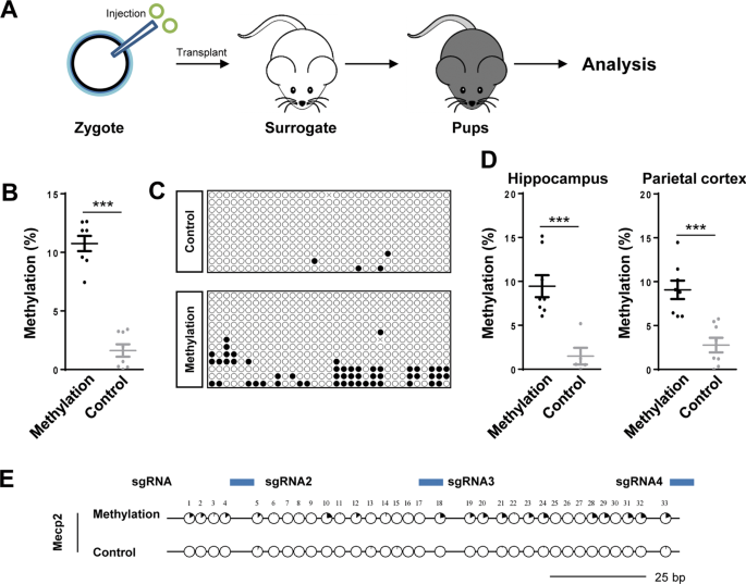 Fig. 2: Targeted DNA Methylation of Mecp2 in vivo Using DNMT3L-DNMT3A-dCas9.