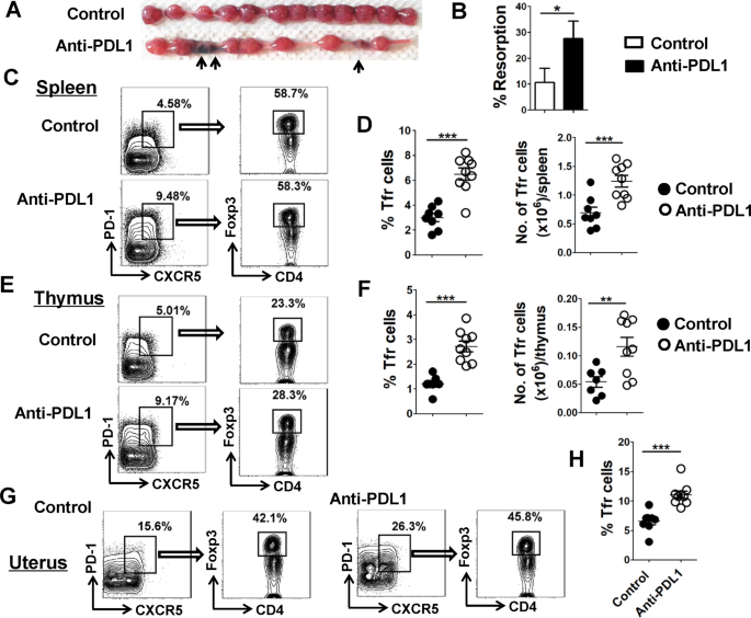 Fig. 3: PDL1 blockage increases fetal resorption and Tfr cells.
