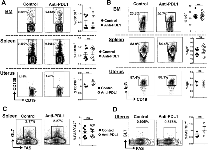 Fig. 7: PDL1 blockage does not affect the proportion of CD138+ plasma cells, IgG+ antibody-producing B cells, and GL7+ FAS+GC B cells.