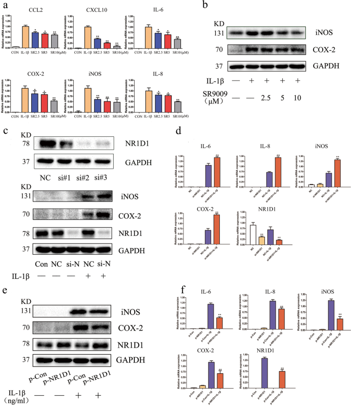 Fig. 2: NR1D1 regulates the inflammatory response in RA FLSs.