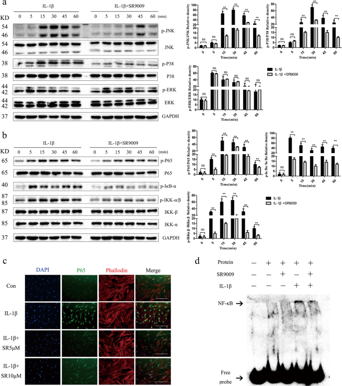 Fig. 4: SR9009 suppresses activation of the MAPK and NF-κB signaling pathways.