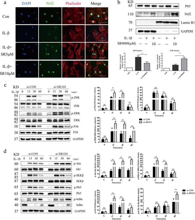 Fig. 5: NR1D1 silencing activated MAPK and NF-κB signaling pathways.
