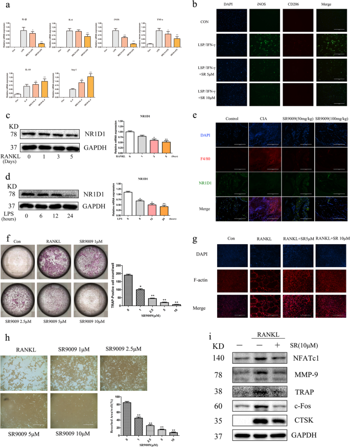 Fig. 6: SR9009 inhibits M1 macrophage polarization and suppresses osteoclastogenesis.