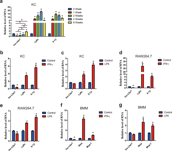 Fig. 1: Dysregulation of lnc-Lfar1 in macrophage activation.