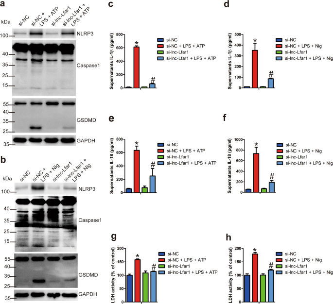 Fig. 5: Lnc-Lfar1 knockdown inhibits LPS/ATP- and LPS/Nigericin-induced NLRP3 inflammasome-mediated pyroptosis.