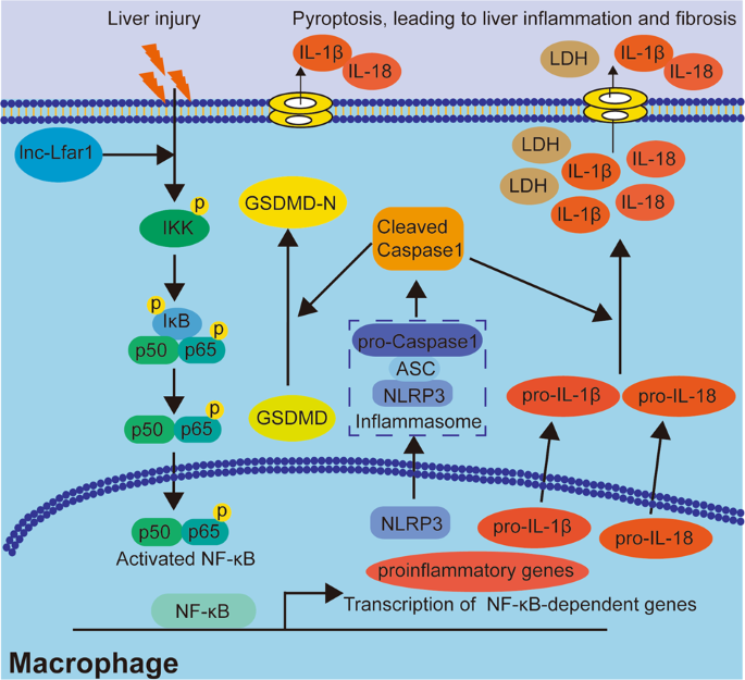 Fig. 7: Schematic diagram illustrates the role of lnc-Lfar1 in the activation and pyroptosis of macrophage during liver fibrosis.