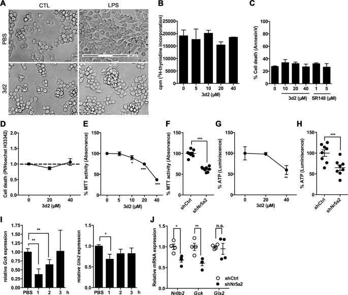 Fig. 4: LRH-1 inhibition reduces mitochondrial activity in RAW 264.7 cells.