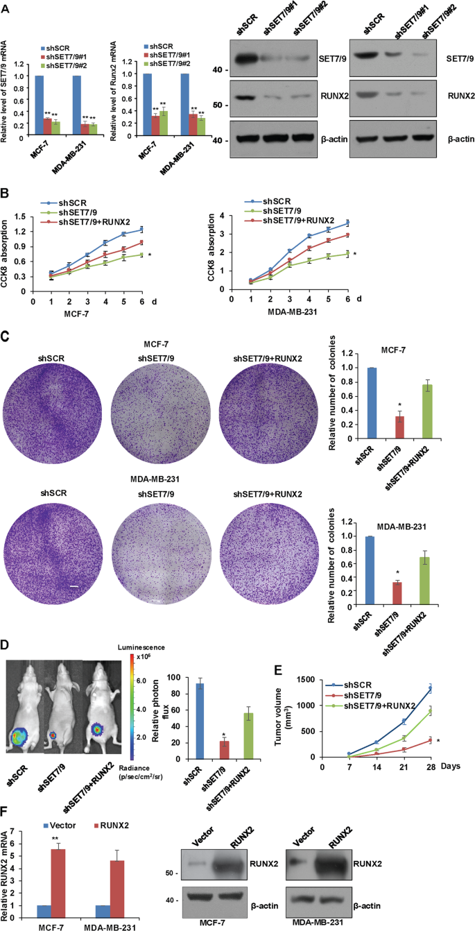 Fig. 3: SET7/9 promotes breast cancer carcinogenicity through the activation of RUNX2.
