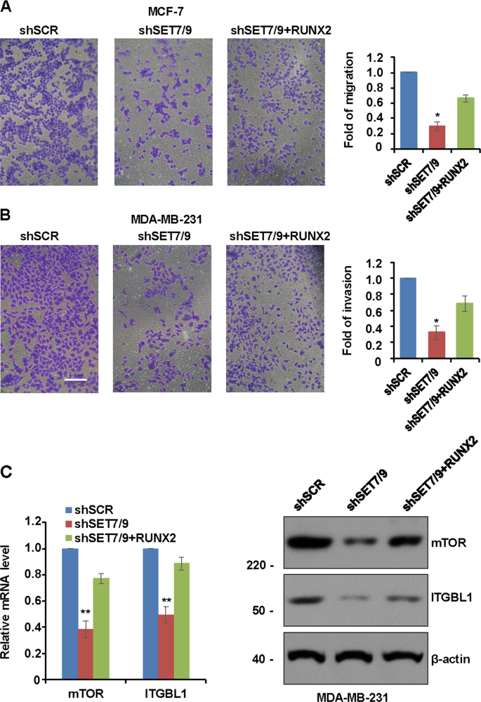 Fig. 4: SET7/9 activates RUNX2 to increase the migration and invasion potential of breast cancer cells.