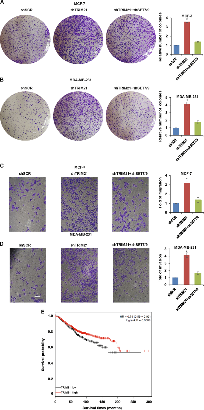 Fig. 7: TRIM21 inhibits breast cancer development through SET7/9 and is associated with a good prognosis.