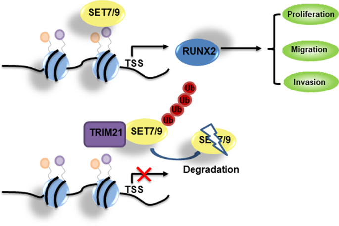 Fig. 8: Proposed model for the role of SET7/9 in breast cancer cells.