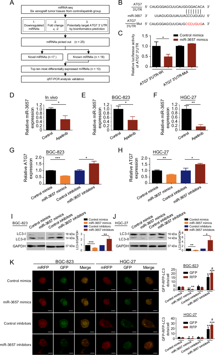 Silencing Of Circracgap1 Sensitizes Gastric Cancer Cells To Apatinib Via Modulating Autophagy By Targeting Mir 3657 And Atg7 Cell Death Disease Silencing Of Circracgap1 Sensitizes Gastric Cancer Cells To Apatinib Via Modulating Autophagy By Targeting Mir 3657 And Atg7 Cell Death Disease