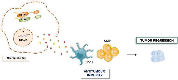 Life, death, and autophagy in cancer: NF-κB turns up everywhere | Cell  Death & Disease