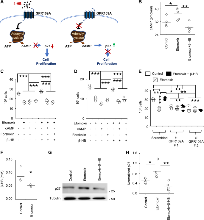 Enhanced Fatty Acid Oxidation Provides Glioblastoma Cells Metabolic Plasticity To Accommodate To Its Dynamic Nutrient Microenvironment Cell Death Disease Enhanced Fatty Acid Oxidation Provides Glioblastoma Cells Metabolic Plasticity To Accommodate To Its Dynamic Nutrient Microenvironment Cell Death Disease
