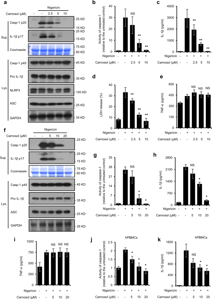 Carnosol Inhibits Inflammasome Activation By Directly Targeting Hsp90 To Treat Inflammasome Mediated Diseases Cell Death Disease