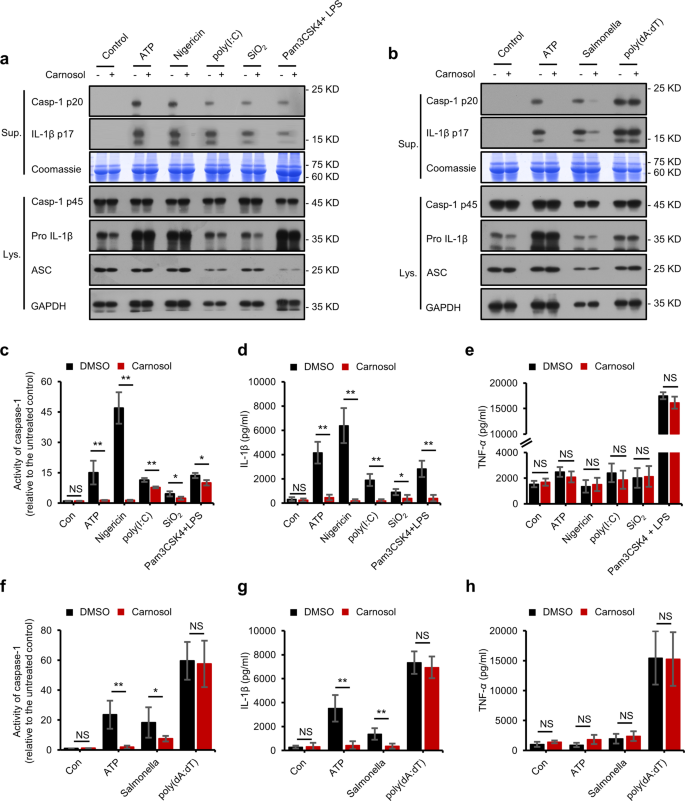 Fig. 2: Carnosol inhibits other stimuli-induced NLRP3 inflammasome activation and also inhibits NLRC4 inflammasome activation.