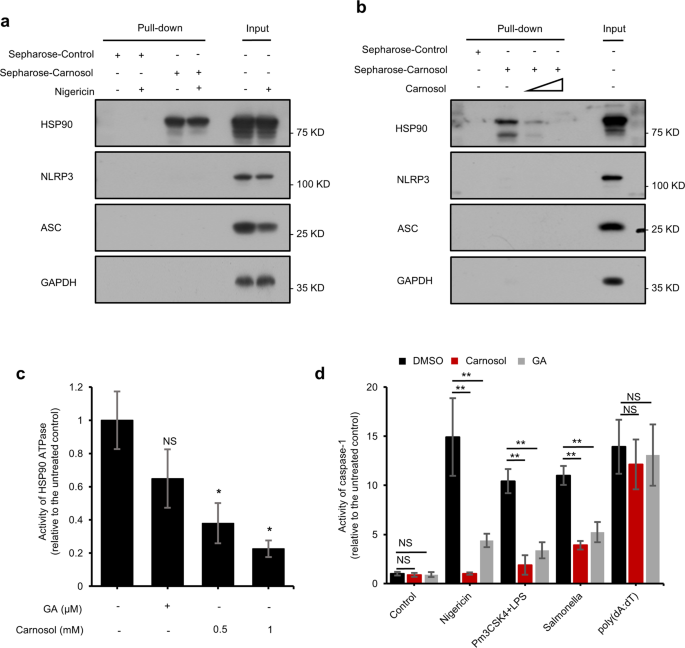 Fig. 4: Carnosol inhibits inflammasome activation by directly targeting HSP90 and then inhibits its ATPase activity.