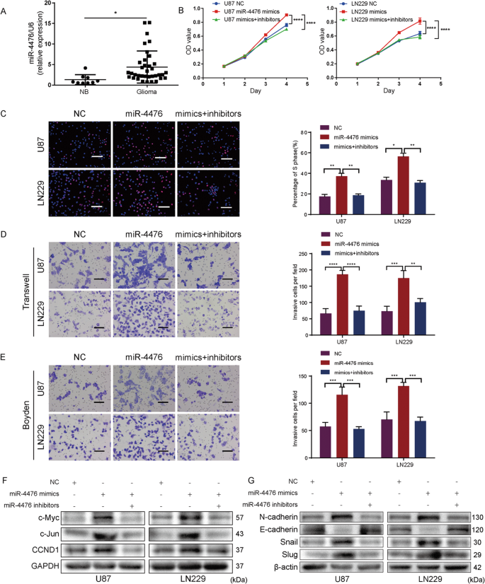 Fig. 1: MiR-4476 is overexpressed in glioma and promotes glioma cell proliferation, migration, and invasion in vitro.