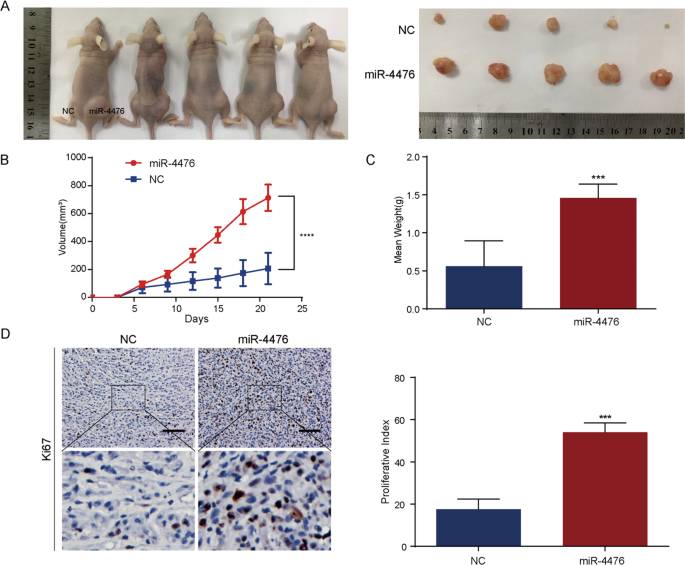 Fig. 2: MiR-4476 promotes xenograft tumor growth in vivo.