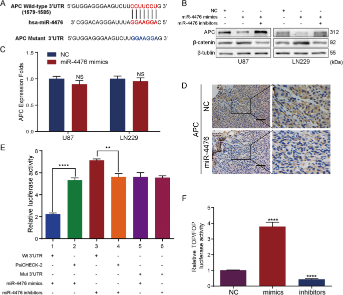 Fig. 3: MiR-4476 directly targets APC and activates Wnt/β-catenin signaling pathway.