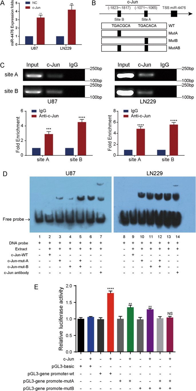 Fig. 5: C-Jun upregulates miR-4476 by binding to its promoter region.