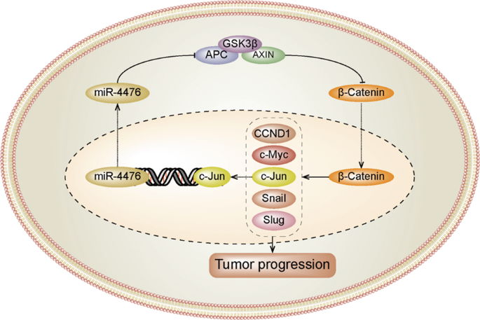 Fig. 7: Schematic for the hypothesized atypical miR-4476/APC/β-catenin/c-Jun positive feedback loop.