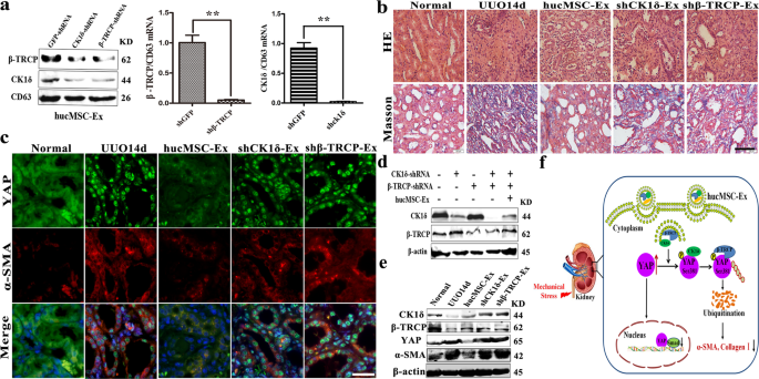 Fig. 5: CK1δ and β-TRCP knockdown decreased anti-fibrosis effective of hucMSC-Ex.