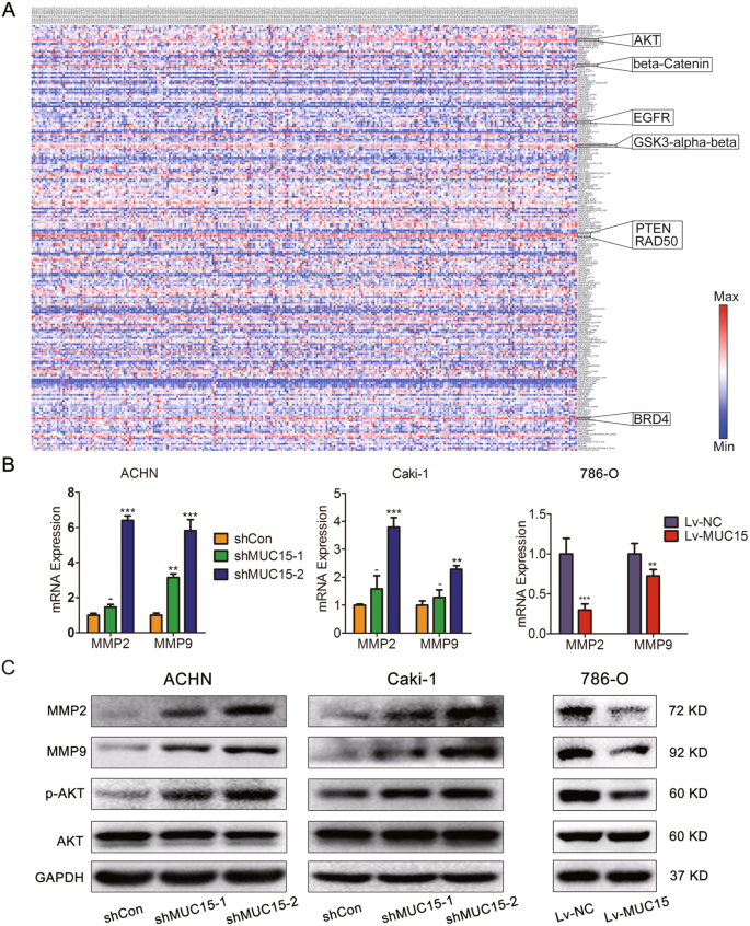 Fig. 4: Effects of MUC15 in PI3K/AKT signaling and MMPs expression.