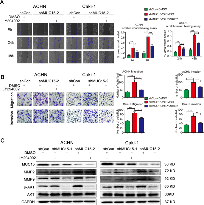 Fig. 5: MUC15 modulated RCC cell migration and invasion via PI3K/AKT signaling.