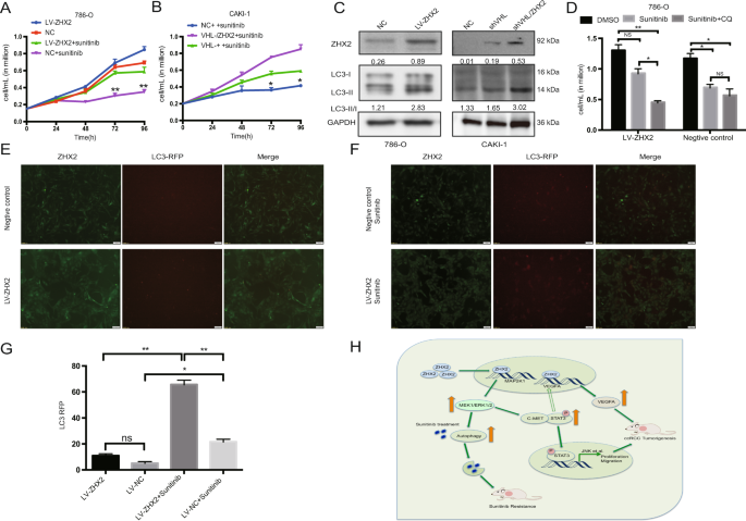 ZHX2 drives cell growth and migration via activating MEK/ERK signal and  induces Sunitinib resistance by regulating the autophagy in clear cell  Renal Cell Carcinoma | Cell Death & Disease
